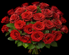 ♛ My Valentine Roses