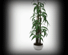 (M)~Zabar's Plant