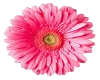 ~PPV~ Gerber Daisy