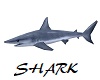 Shark Animated
