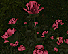 Roses Bush