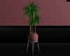 Pretty N Pink plant 1