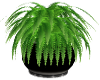 plant with black pot