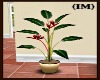 (IM) Tropical Bay Plant 