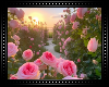 ♡ Pink Roses Garden BG