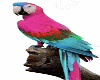 Shoulder Parrot MF