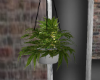 jill´s hanging weed