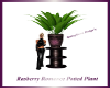 Rasberry Romance Planter