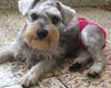 IvI Ciela Schnauzer Play