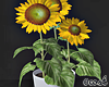 Minimalist Sunflower