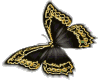 Black n Gold Butterfly