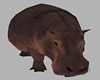 Big Hippopotamus