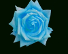 Blue rose bed