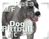 R|C Pitbull Grey M/F