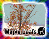 Falling Maple Leafs