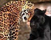 Cheetah & Jaguar Picture