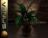 ~V~Indoor Plant 1