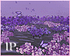 Purple Field Ambient PR