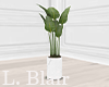 Plant - White | V8