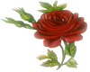 A Red  Rose