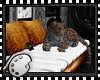(*A) Leopard Sofa