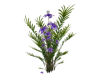 Purple - flowers