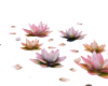 garden plant decorations