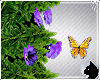 !Panses Butterfly Anim
