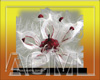 [ACM] Dans notre jardin4