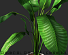Elephant Indoor Plant 1