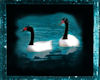 teal swan  pic 2