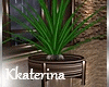 [kk] OurNight  Plant 2