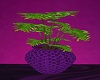 Philodendron Plant Wickr