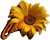 real sunflower