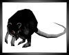 Black Rat-animated