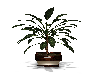 planter & plant