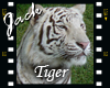 Tiger White 3