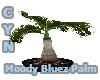 Moody Buez Palm