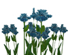 Blue Iris flowers