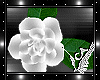 White Floor Roses