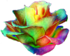 Roses Particle Blast
