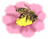 Bee10