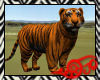 Safari Tiger Orange