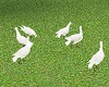~CR~Animated Doves