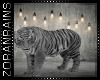 [Z] Safari Tiger
