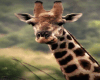 Animated Riding Giraffe