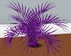 Purple Dracaena Animated