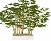 BAMBOO POT PLANT