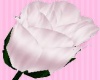 Love W/A Blushing Rose