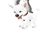 Little White Dog